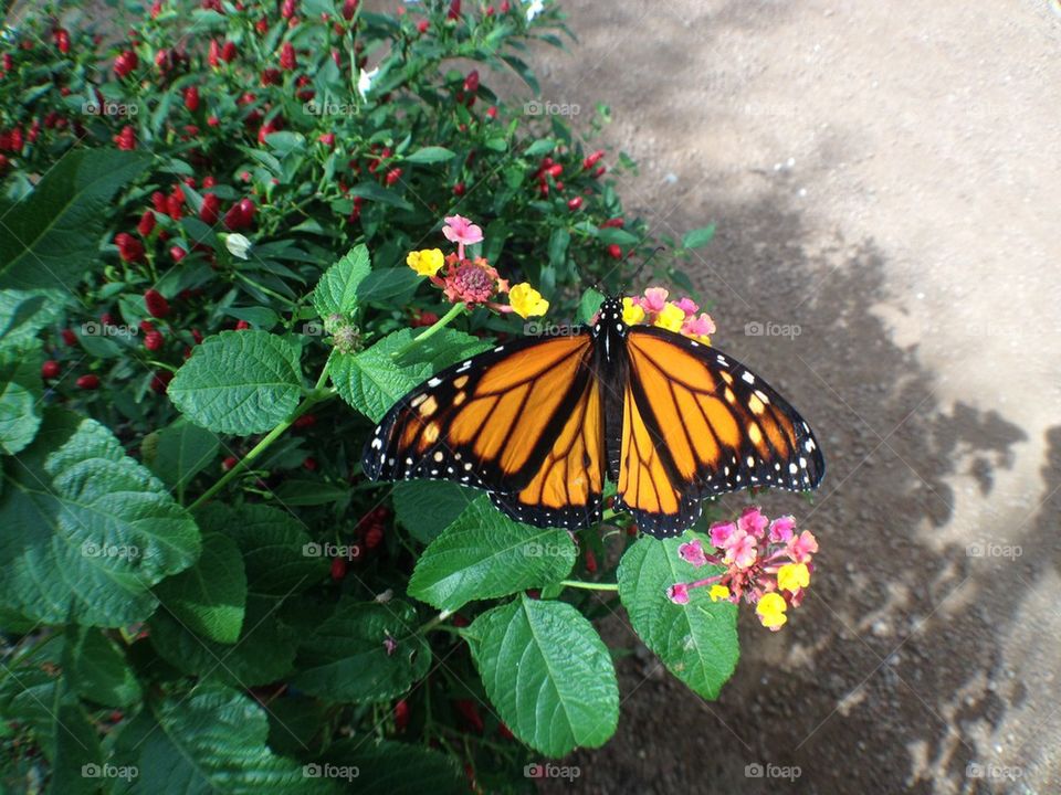 Butterfly garden
