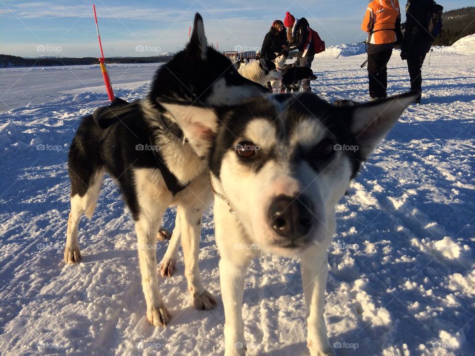 Dogsled Lappland Sweden Dog 