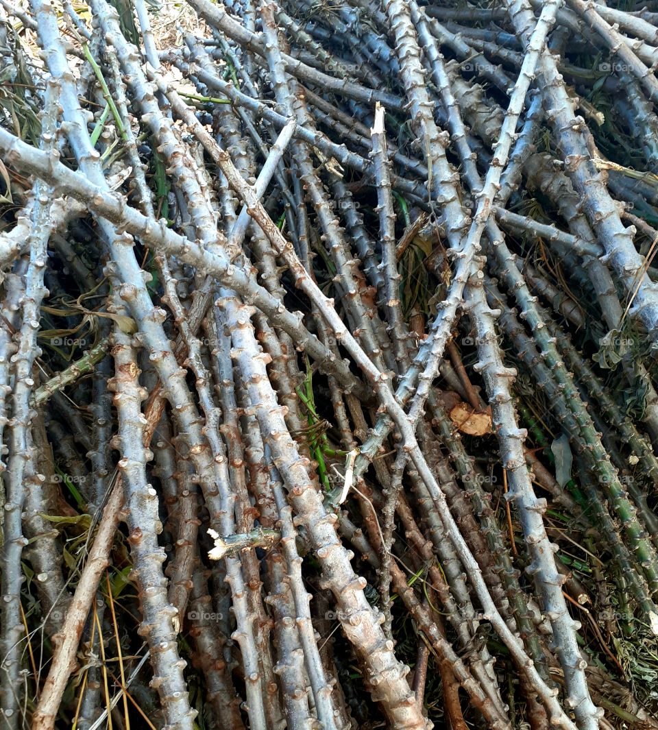 Trunks of an unknown tree.