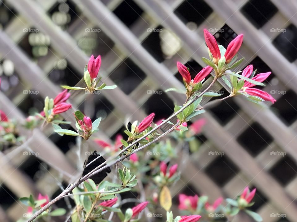 Azalea shrub with new buds against wooden lattice 