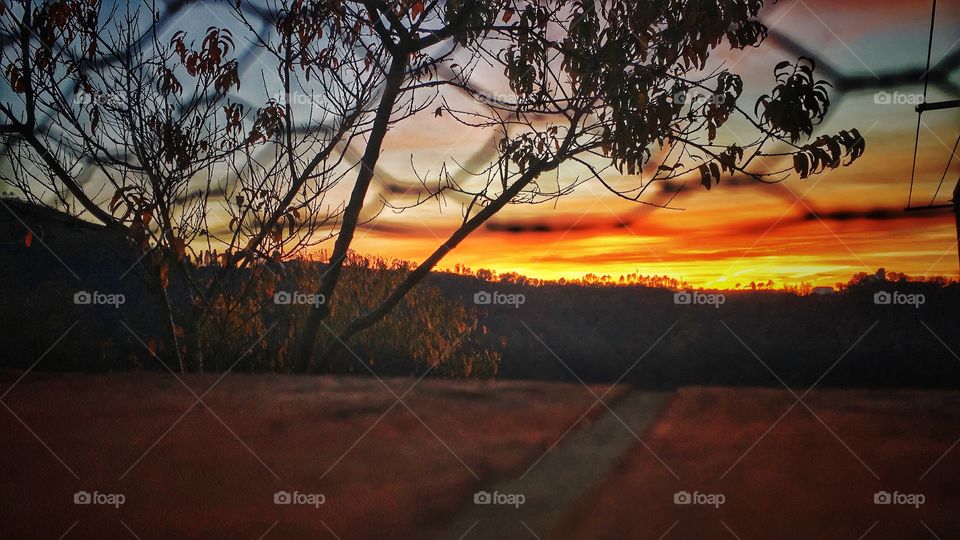 Sunset and tree