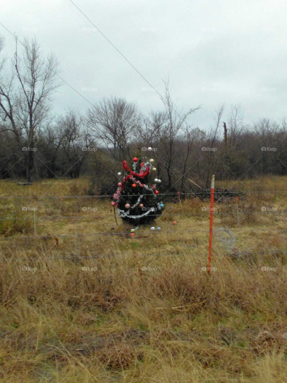 Christmas tree in the middle of nowhere