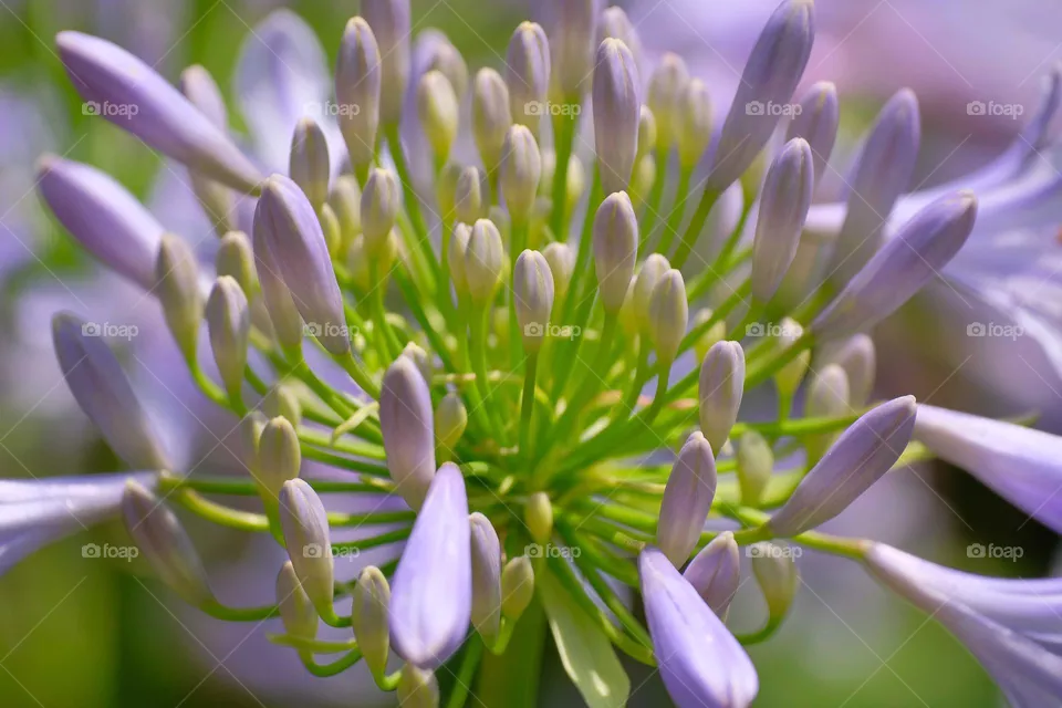 purple flowers