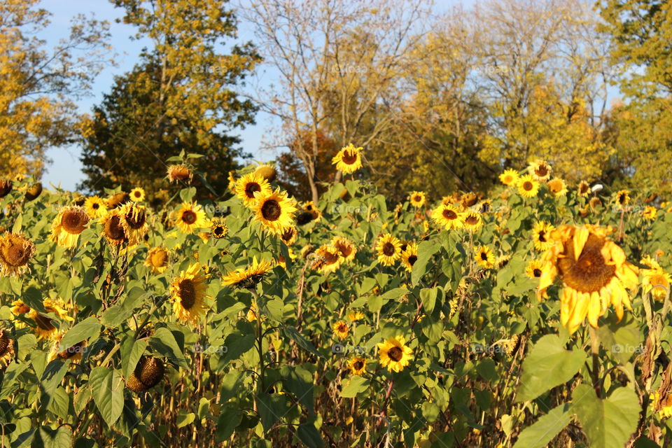 Sunflowers