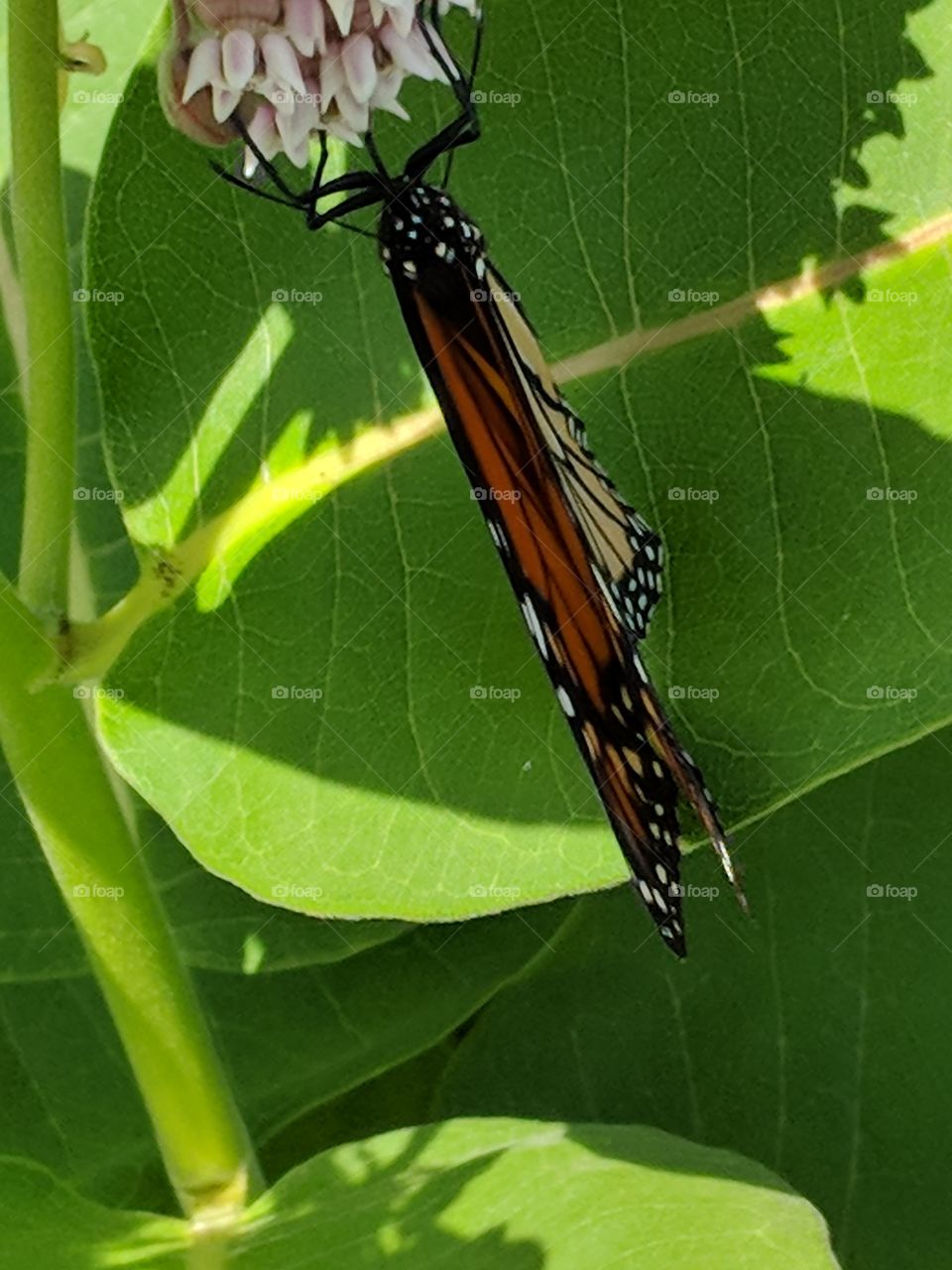 monarch butterfly