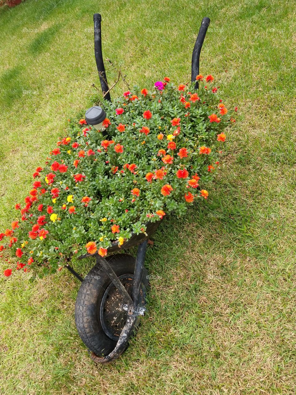 Flower, Garden, No Person, Grass, Leaf