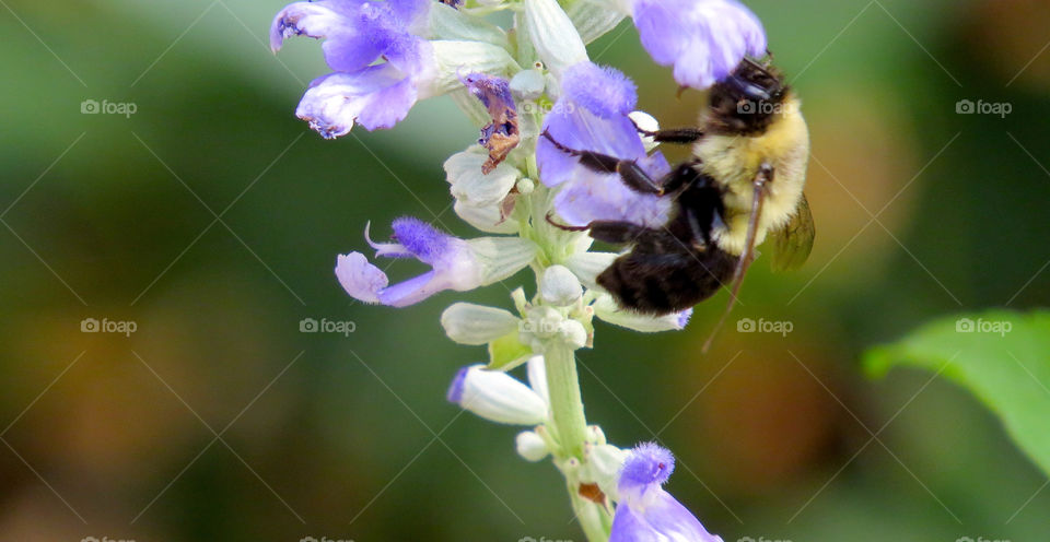 Bumblebee on a flower