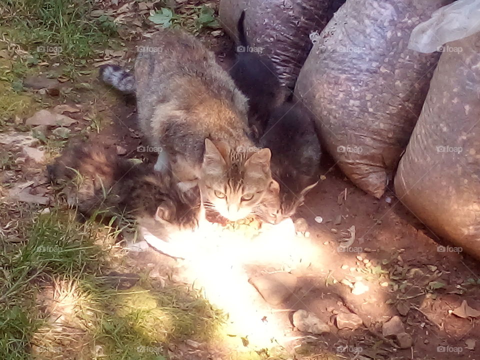 momma and her babies eating a meal together. this is a happy and healthy family of four.