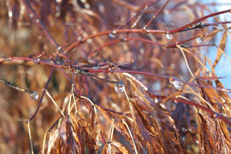 Maple branches in early winter 
