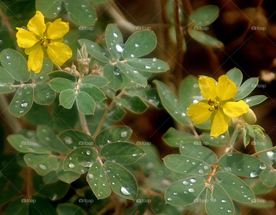 Water Droplets after the Rain