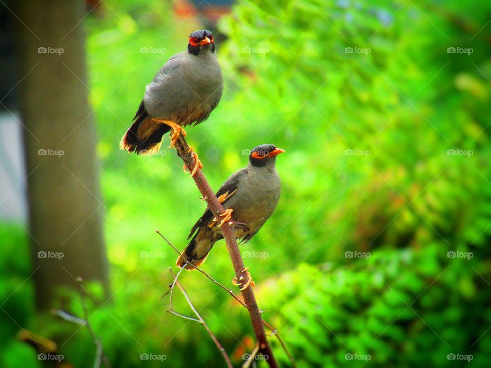 Bank myna (Acridotheres ginginianus) is a myna found in northern parts of South Asia. It is smaller but similar in colouration to the common myna but differs in having a brick red bare skin behind the eye in place of yellow.