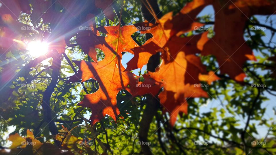 Close-up of maple leaves