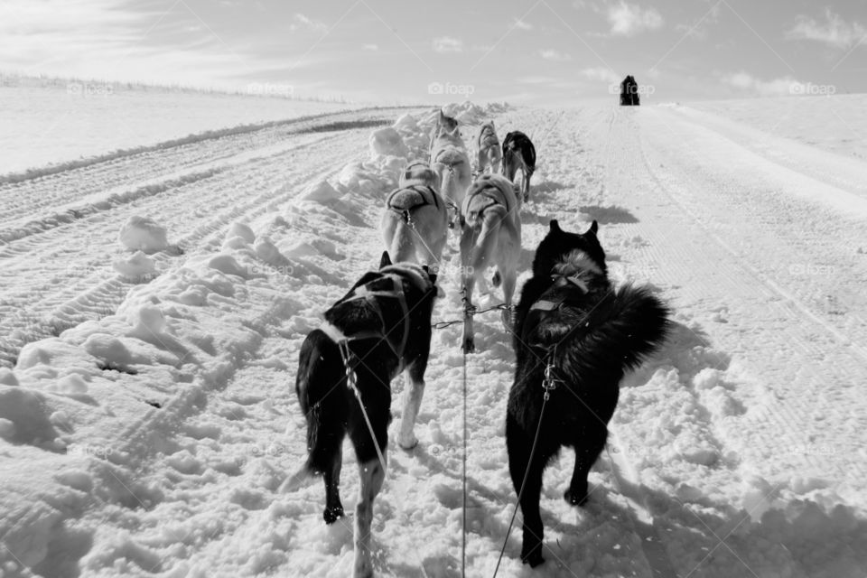 Sled dog on snow covered landscape