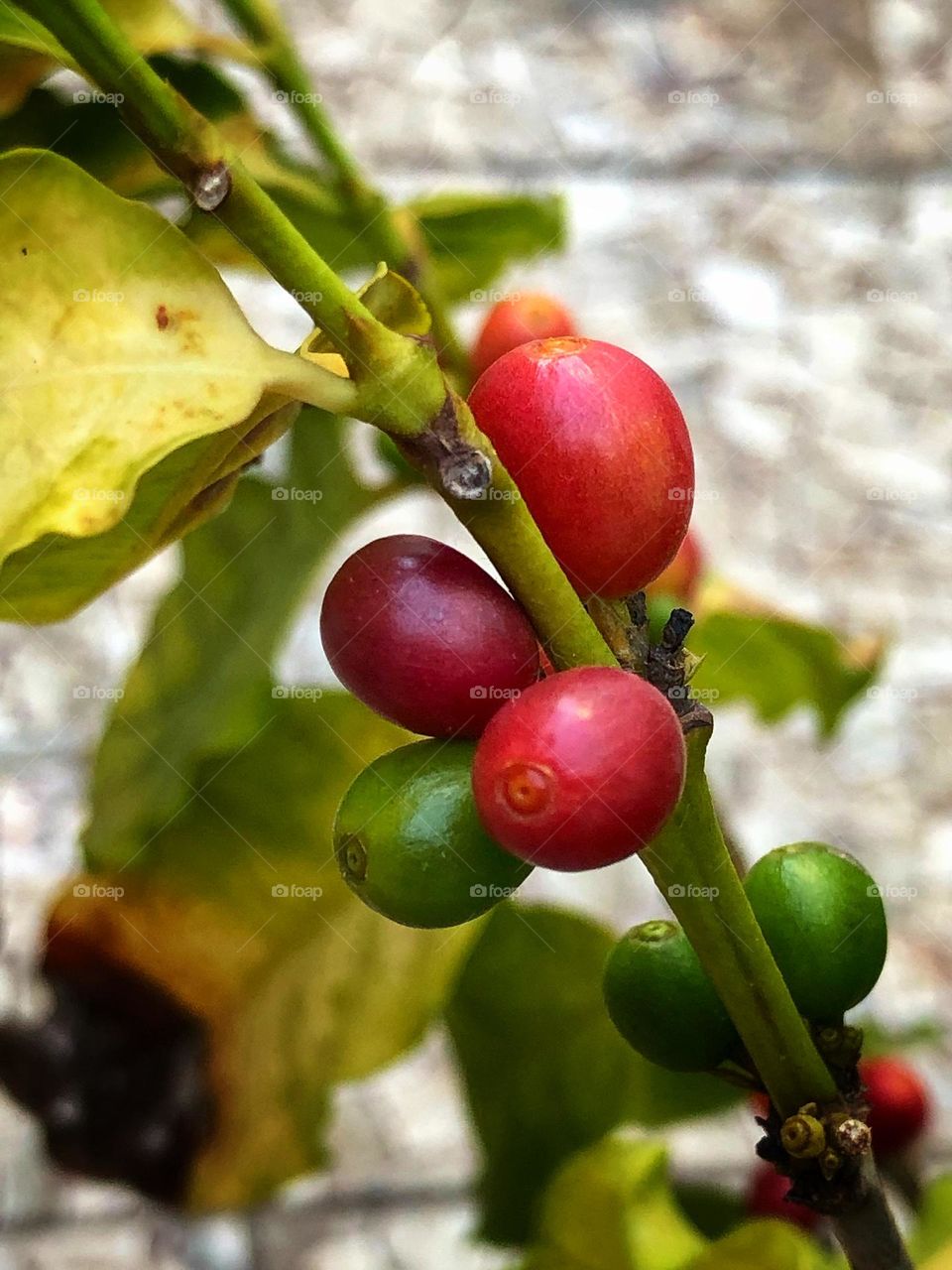 Coffee fruit still on the branch of the coffee tree.