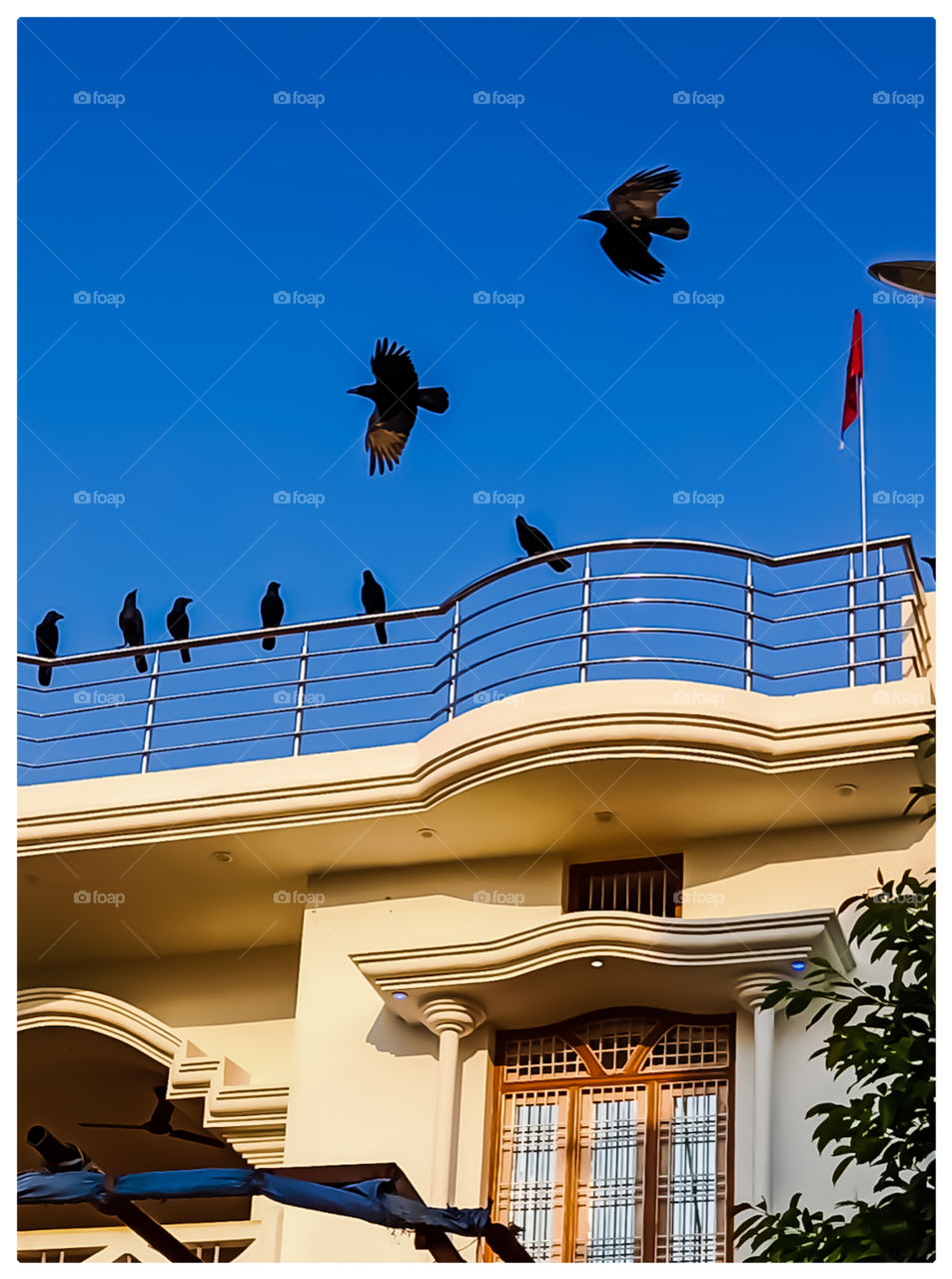 Crows flying on a beautiful building nice looking image