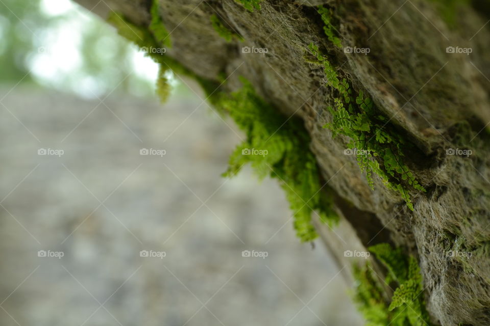 Ferns in ireland