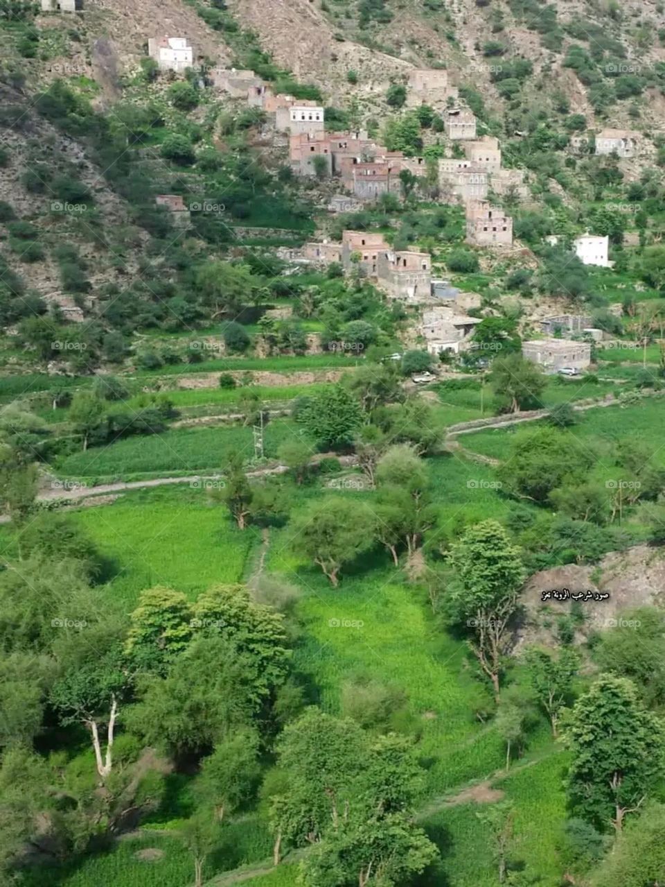 A very beautiful picture, and there is no better picture than it. There is no better picture of green herbs and colorful, red and white roses than it. Glory be to God, the natural and picturesque view, and there is no more