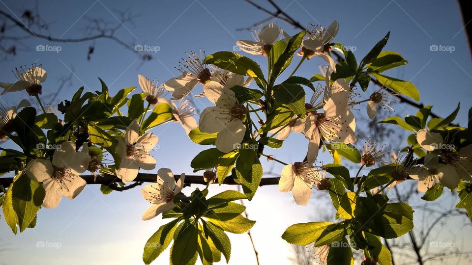 Flowering branch of cherry.