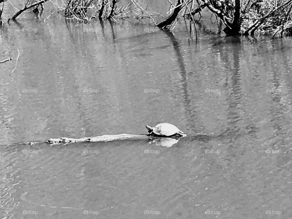 Single turtle on a log