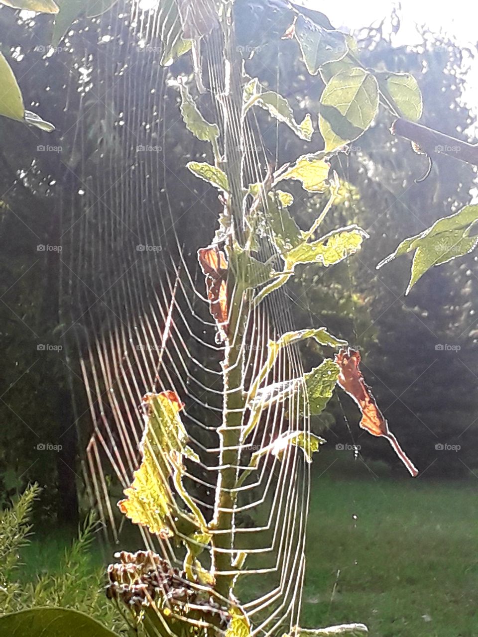 delicate yet strong  spider's web in autumn garden