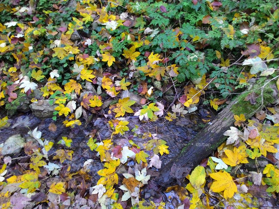 Elevated view of autumn leaves