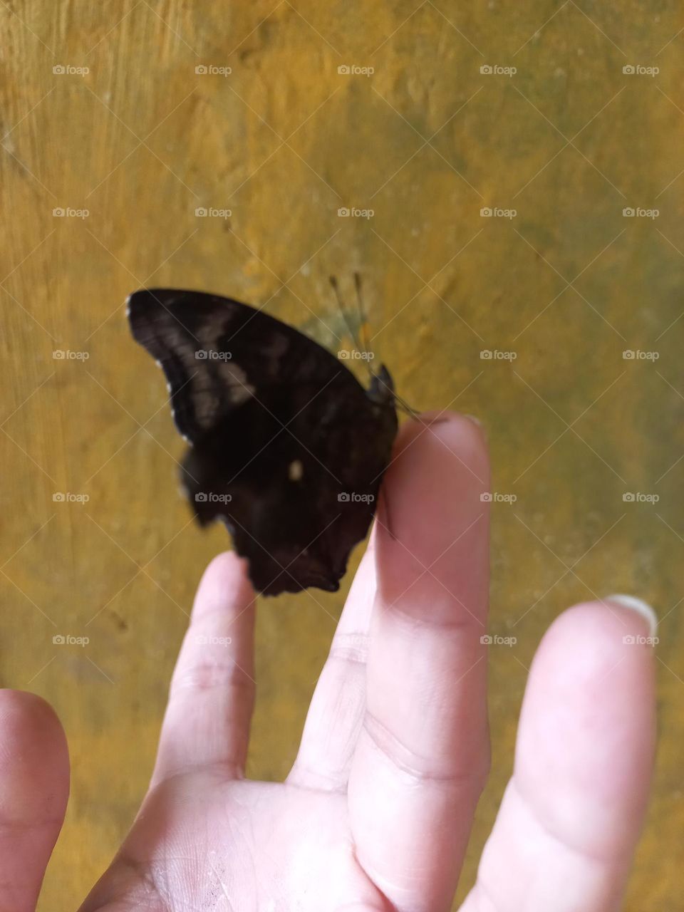 Beautiful butterfly perched on the fingers