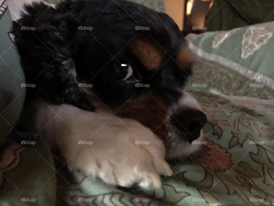 Dog  cavalier