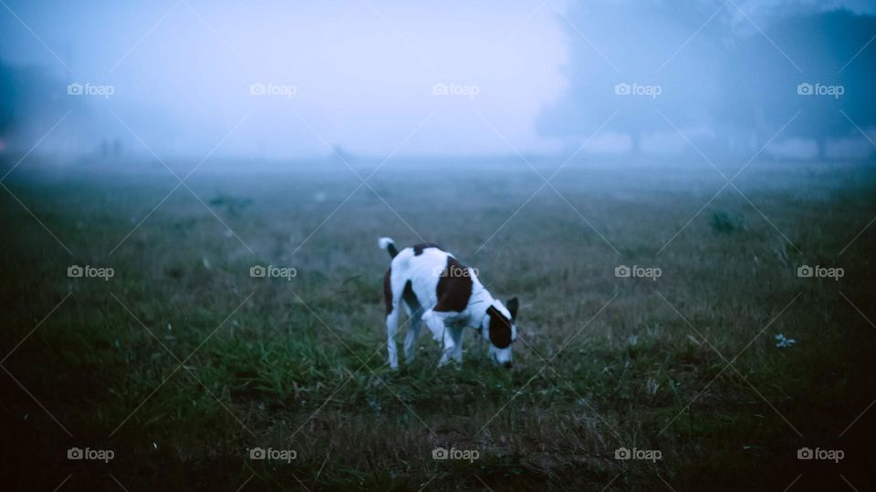Twilight nighttime photography of a dog on a grass field