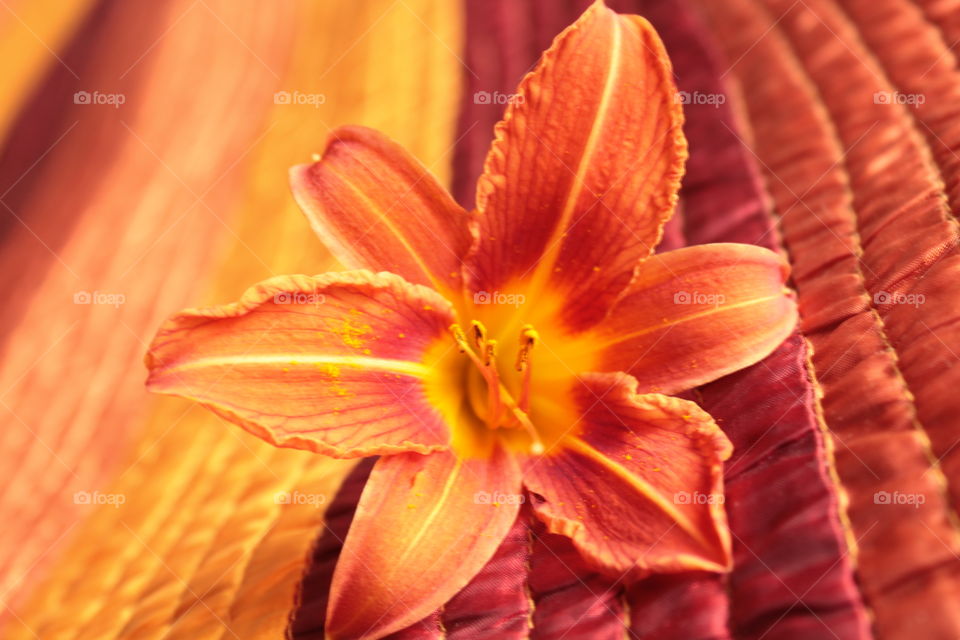 Flowers, summer, bright background, orange background, flower in detail, lily, orange, red flower, stamens, stems, vessels, vagina, sex, hot photo, juicy, orange color ok orange background, stripes, bright stripes, concrete, on concrete flowers, phot