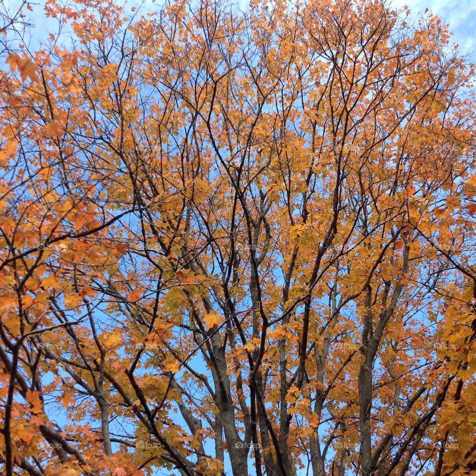 Fall colors 