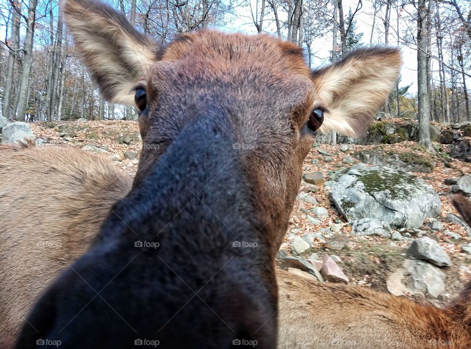 Mosse close in the forest
