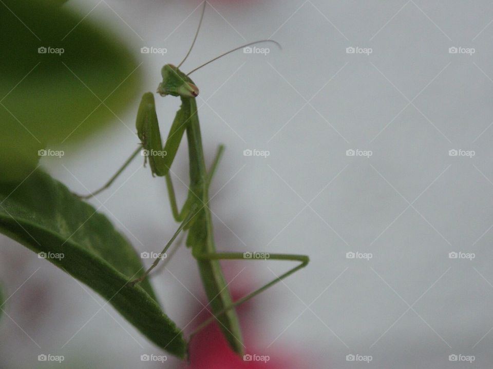 Garden Mantis