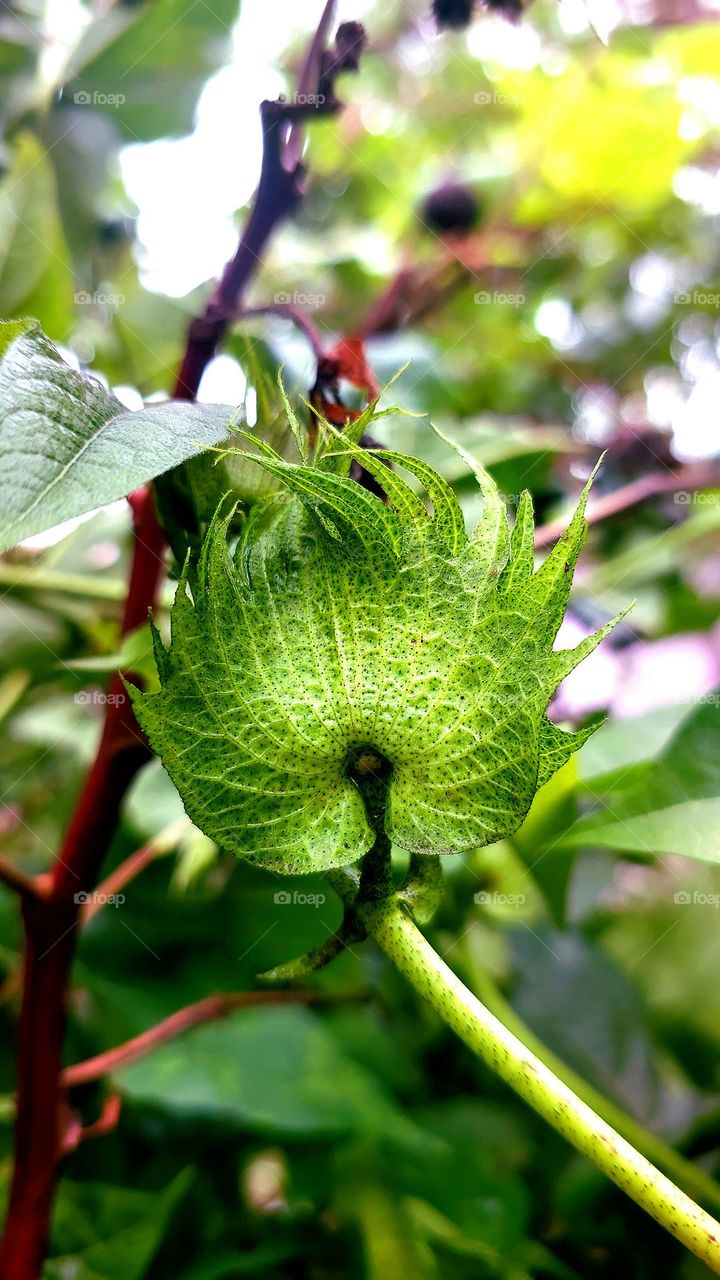 Cotton flower on tree in the cotton field
nature green background