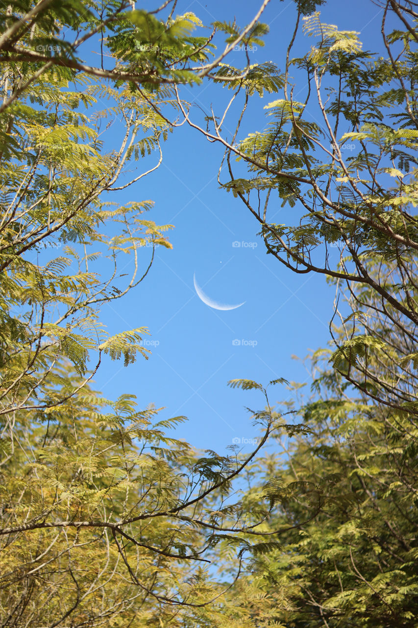 Moon Framed with Trees