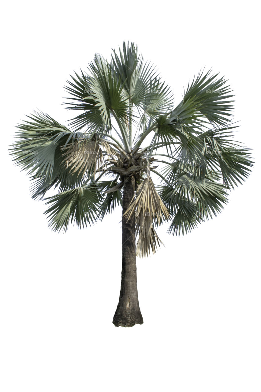 Isolated Palm trees on a white background with clipping path.