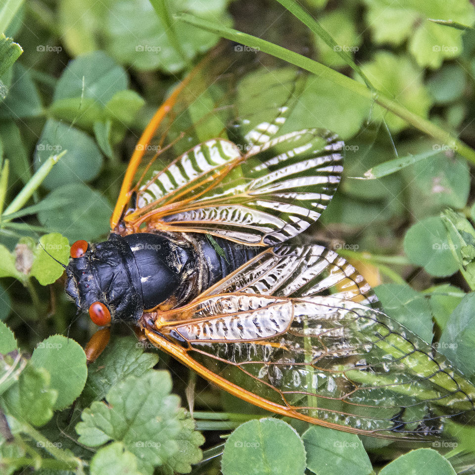 Seventeen Year Cicada with all four wings visible on the grass