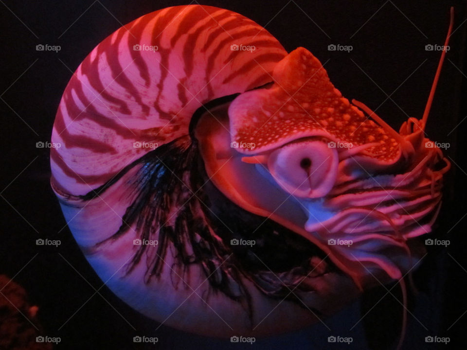 ocean sea life snail by _maximus_