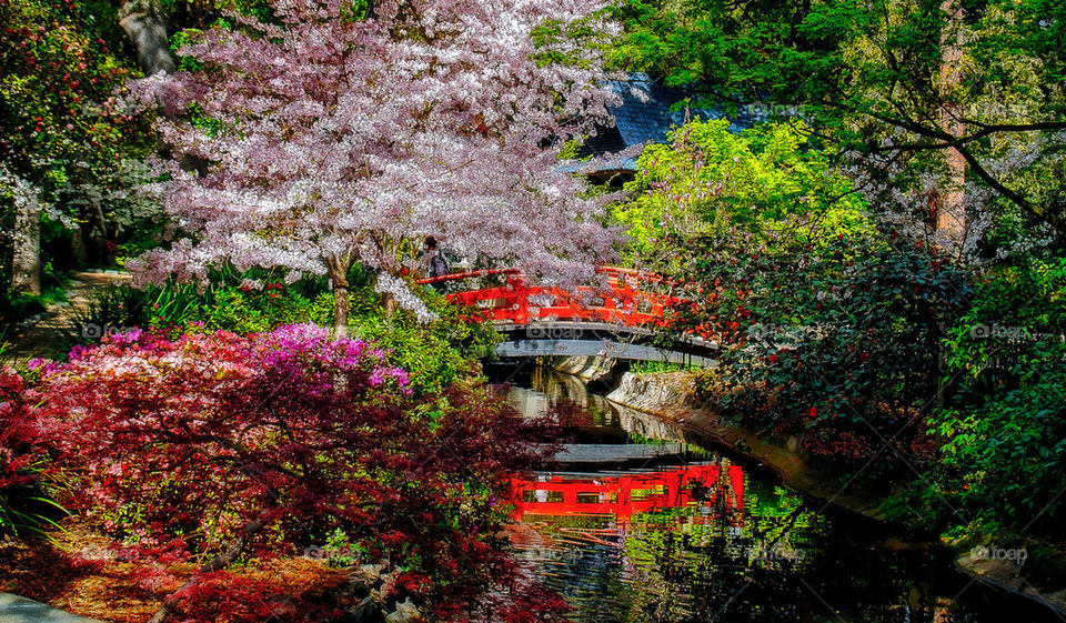 Japanese Garden Bridge