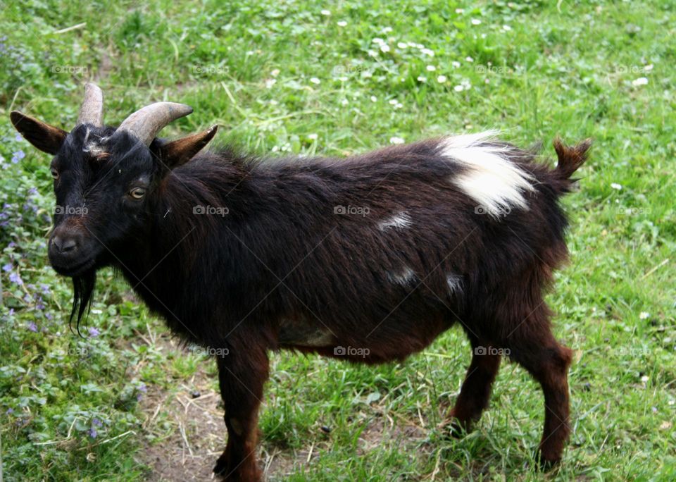 goaty