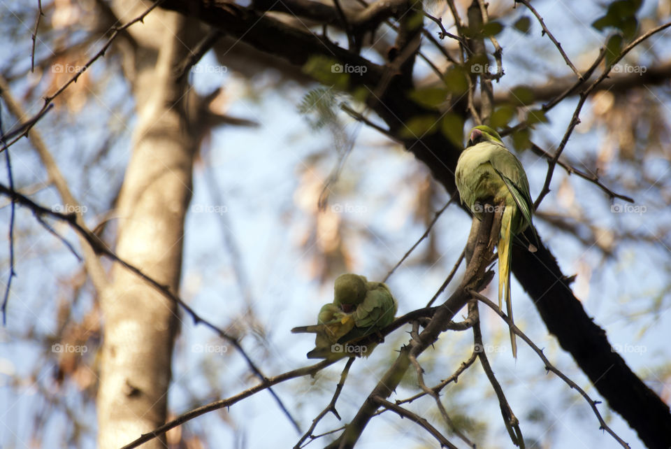 Two parrots enjoying the sun rays and grooming themselves, high among the tree tops.