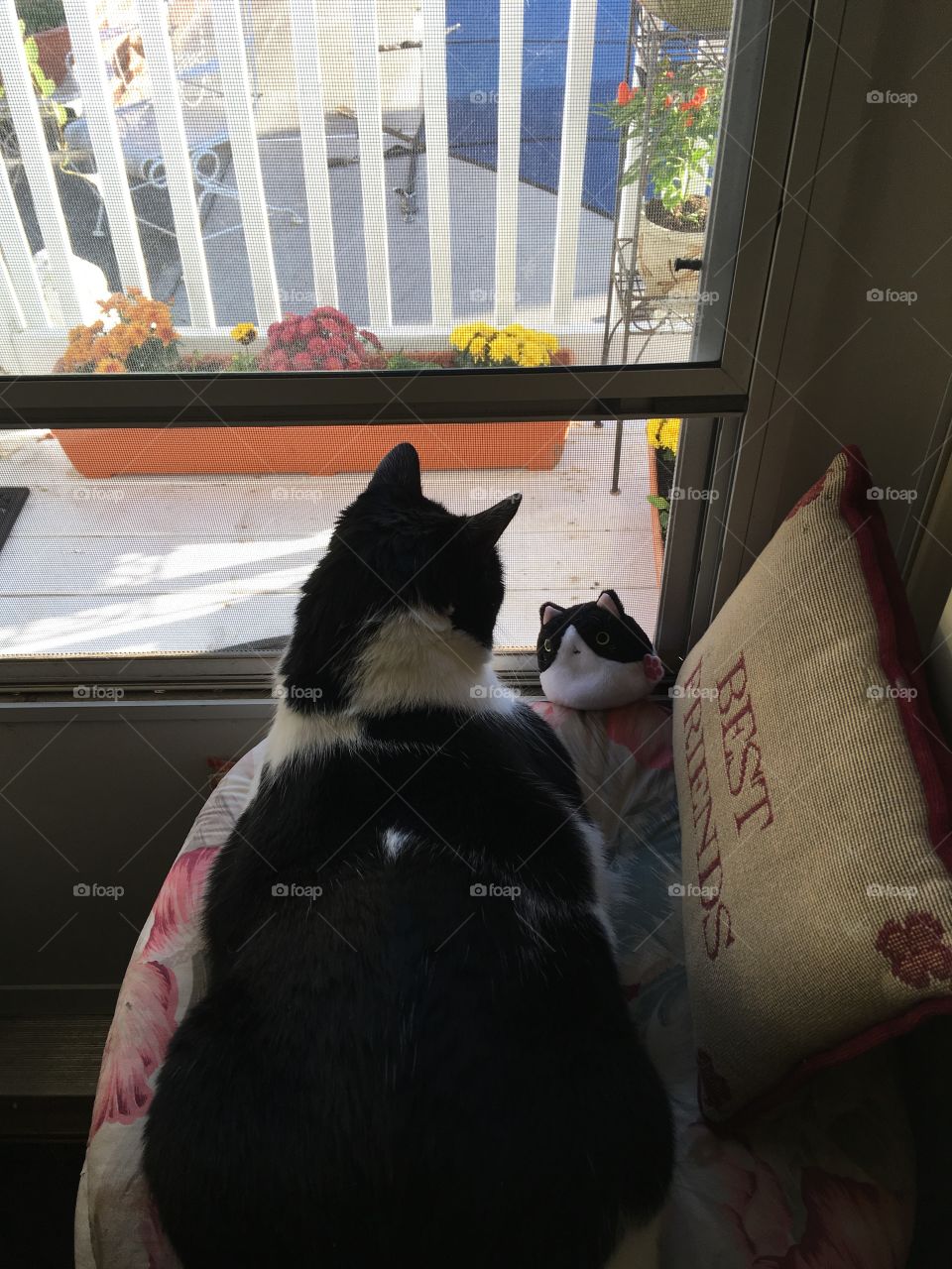 Kitty with his mini-me right beside him in his window perch. 
