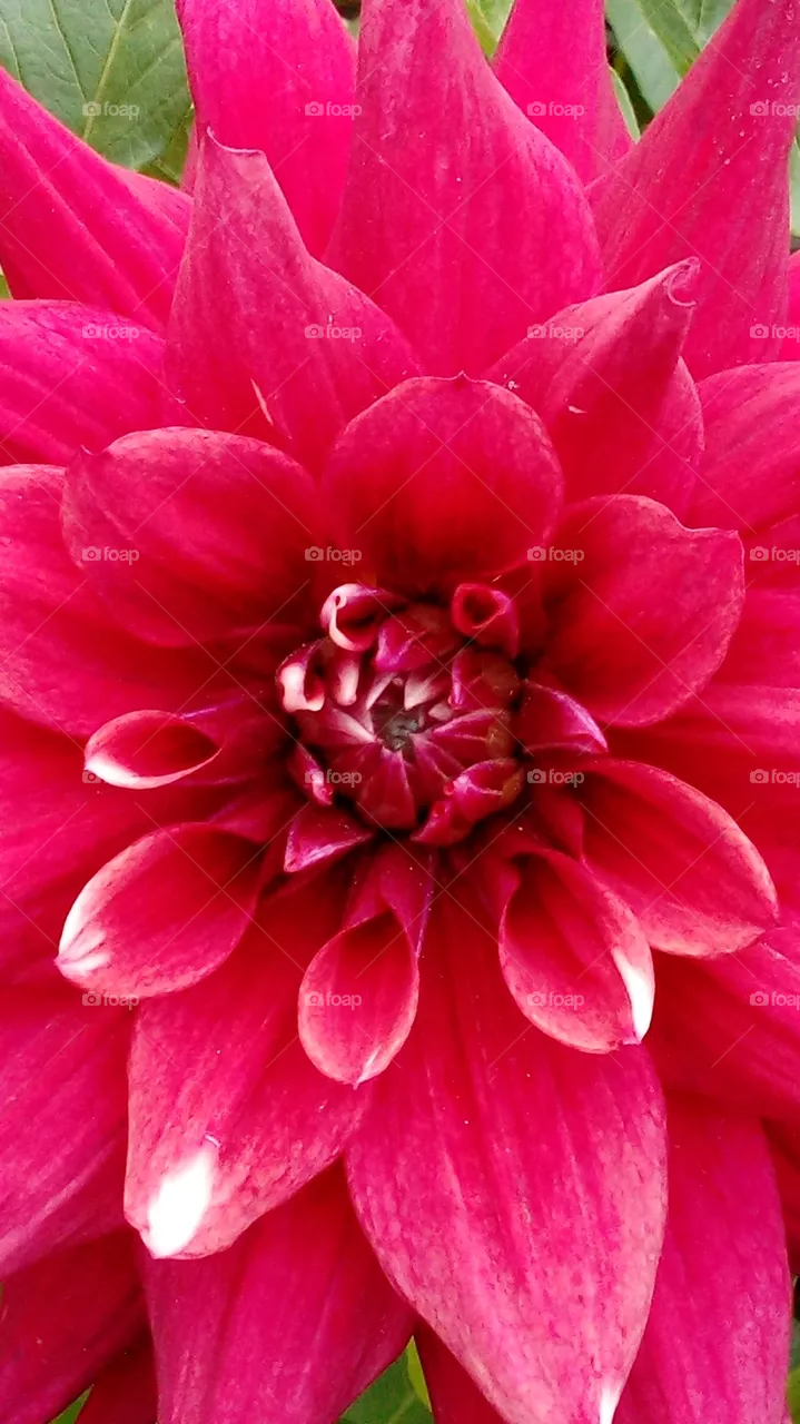 flowers red