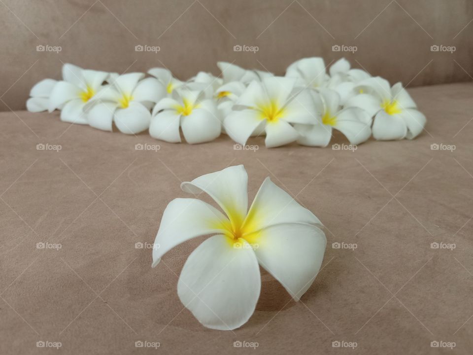 Beautiful Plumeria