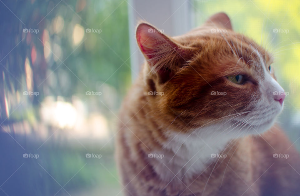 Cat near the window