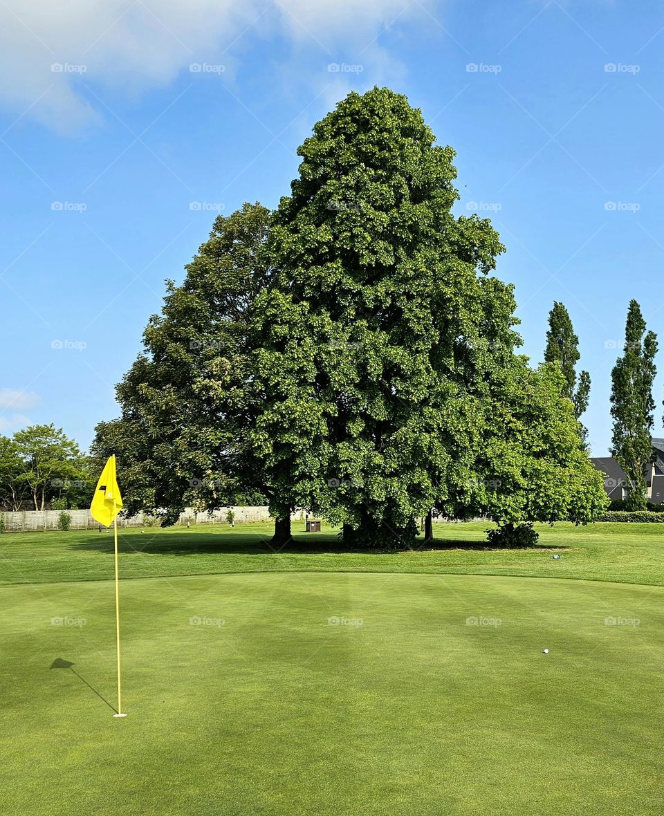 arbre sur le new golf