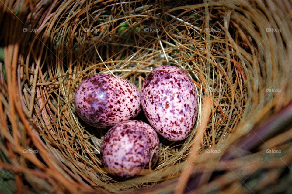 Bird nest with egg