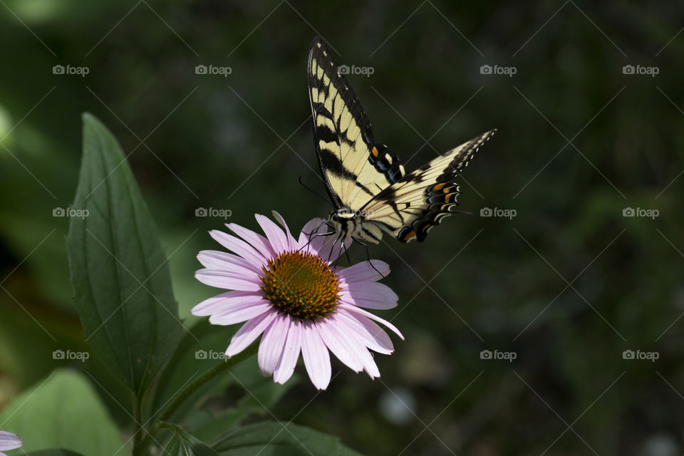 Butterfly on a coneflower