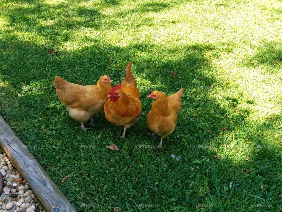 Pretty Chickens