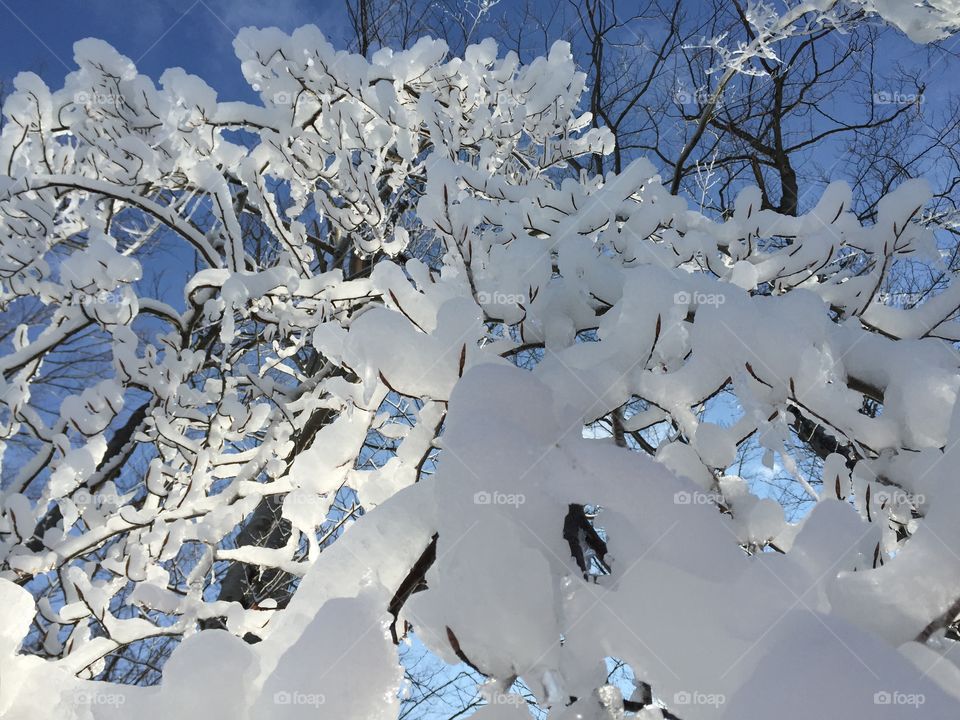 Snow on branches 