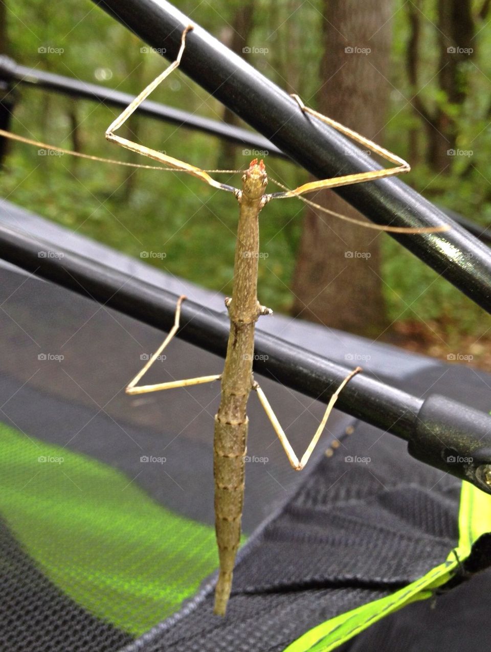 Stick Bug
